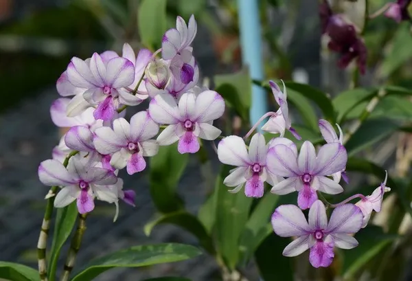 Dendrobium_Pops_Eye_(medium_Size)